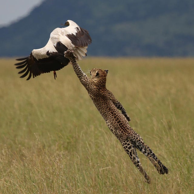 leopard catching stork