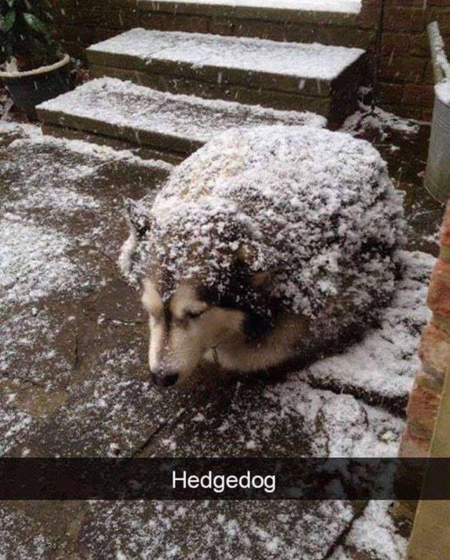 hedgehog dog meme - Hedgedog