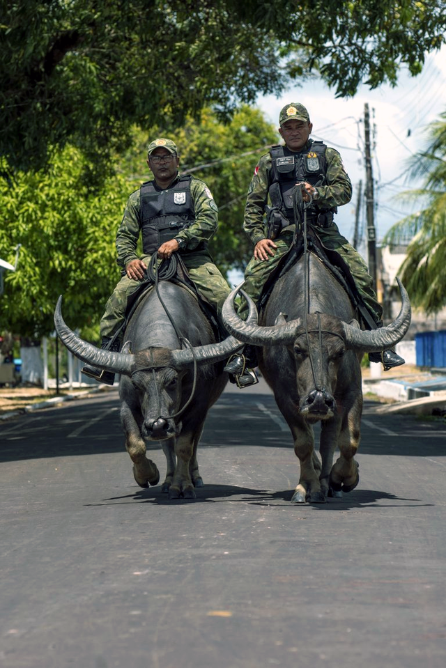 water buffalo police brazil