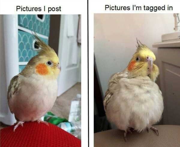 birb memes - Pictures I post Pictures I'm tagged in
