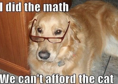 dog memes - I did the math We can't afford the cat