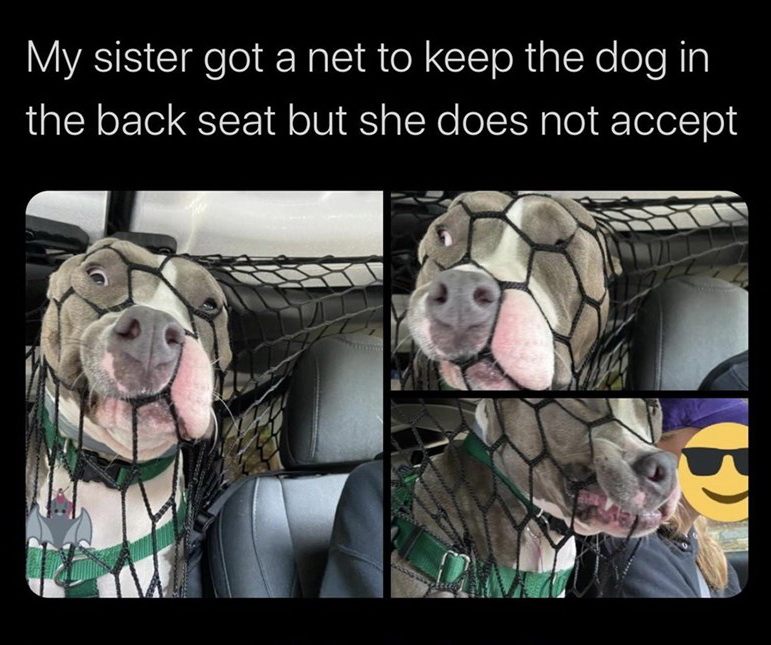 dog - My sister got a net to keep the dog in the back seat but she does not accept