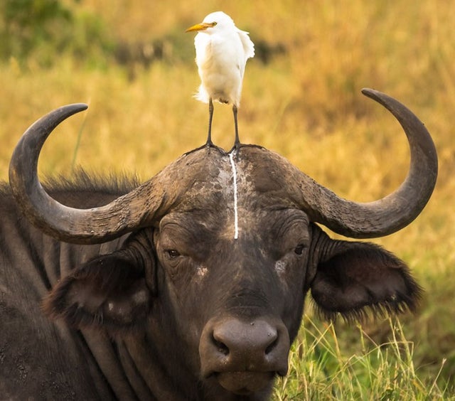 water buffalo egret