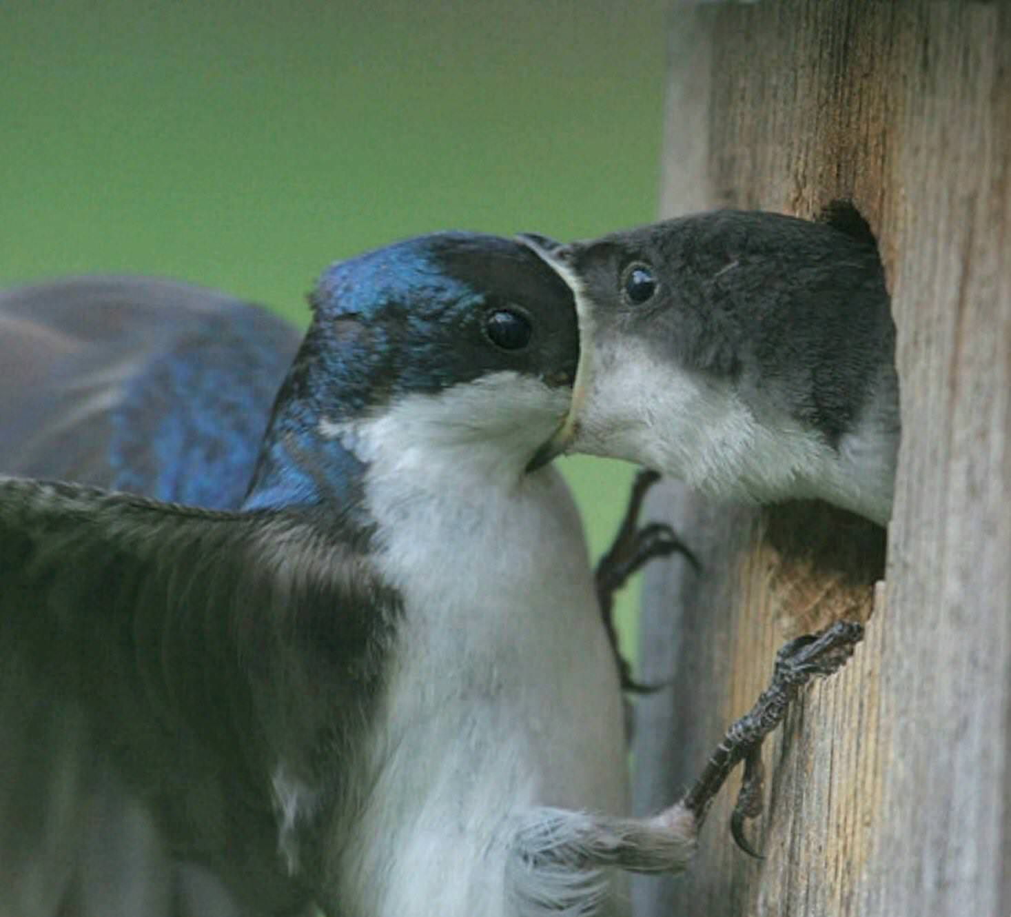 swallow swallowing a swallow