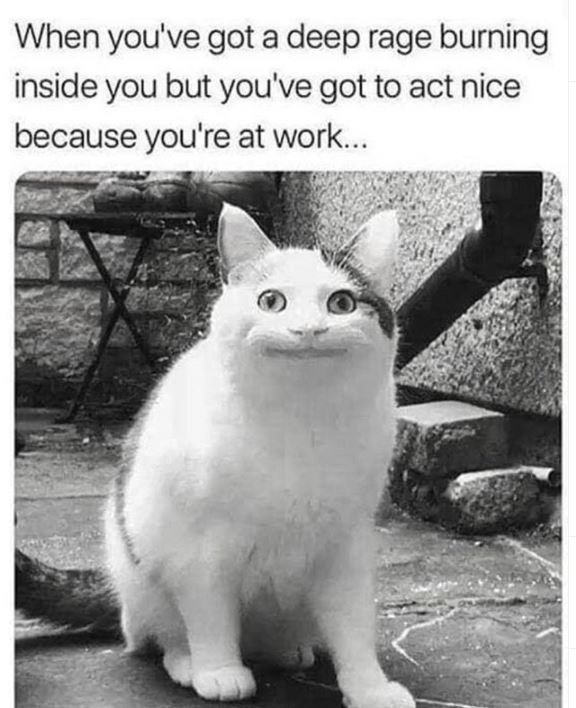 cute cat memes - When you've got a deep rage burning inside you but you've got to act nice because you're at work...