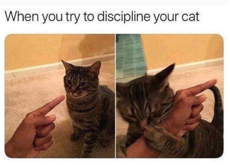 funny cat memes - When you try to discipline your cat