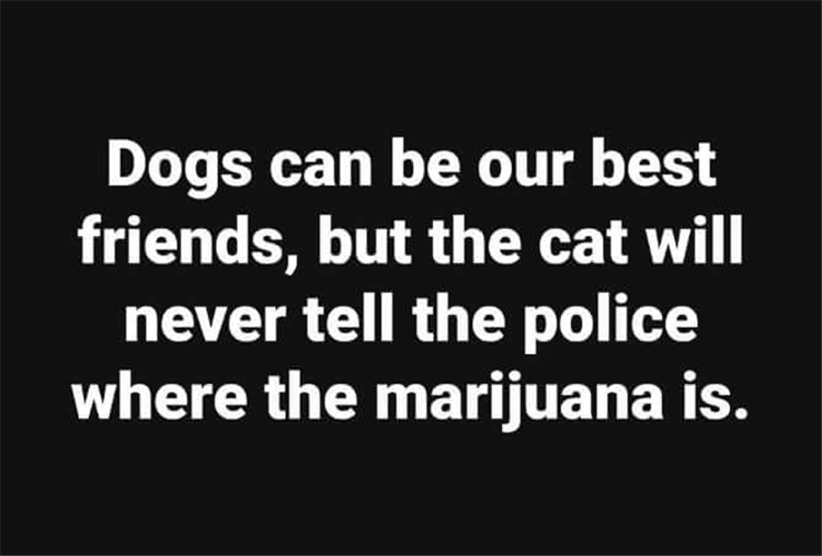 stupid people - Dogs can be our best friends, but the cat will never tell the police where the marijuana is.