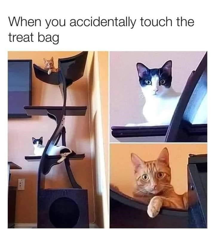 you accidentally touch the treat bag - When you accidentally touch the treat bag