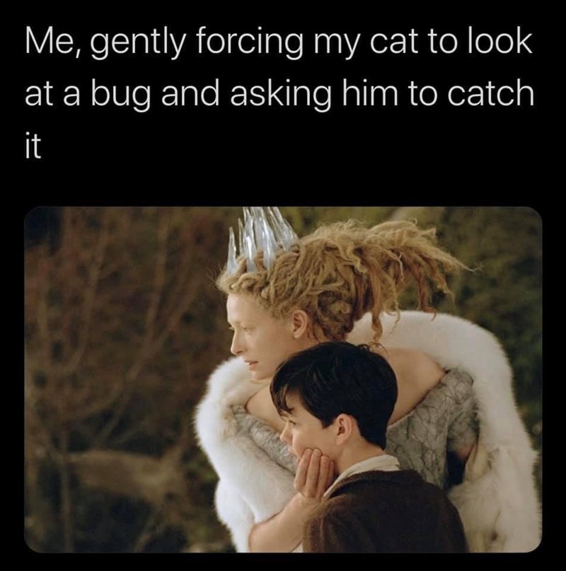 note 20 meme - Me, gently forcing my cat to look at a bug and asking him to catch it