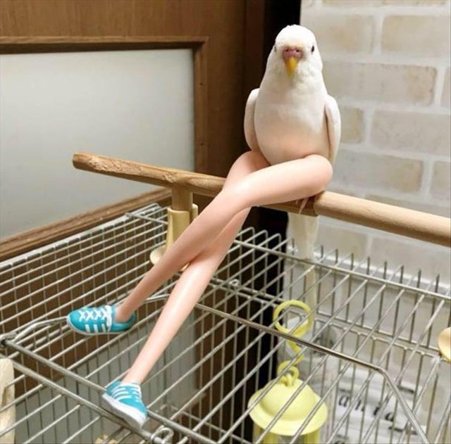 bird legs - m ,