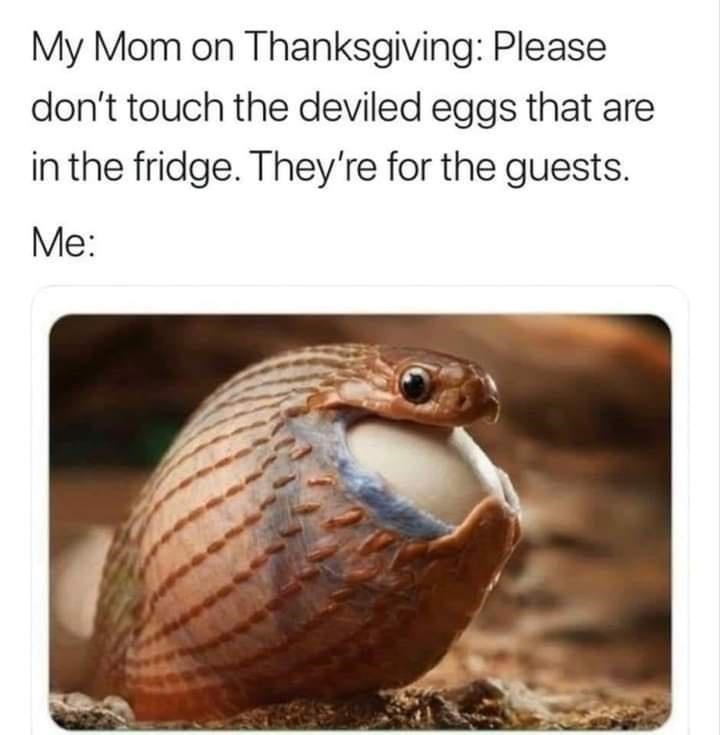cute snake - My Mom on Thanksgiving Please don't touch the deviled eggs that are in the fridge. They're for the guests. Me