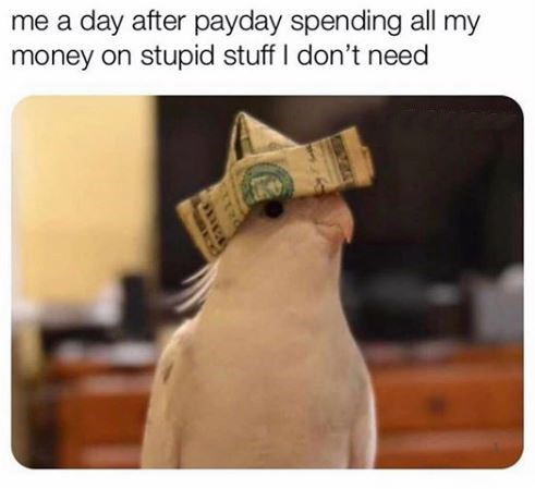 funny pictures -  bird with hat - me a day after payday spending all my money on stupid stuff I don't need
