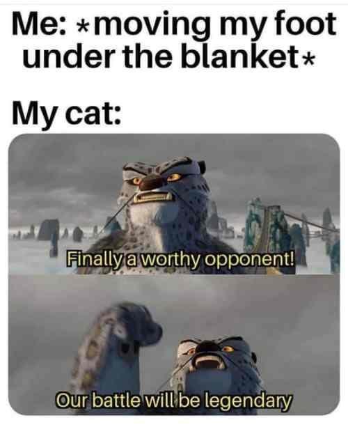 funny pictures -  me moving my foot under the blanket - Me moving my foot under the blanket My cat Finally a worthy opponent! Our battle will be legendary