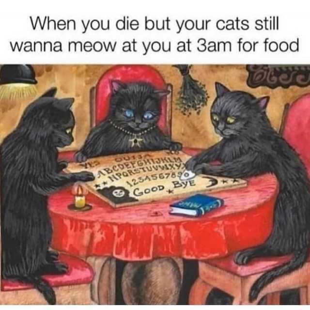 you die but your cats still wanna meow - Abcdefghijklm Porstuvwxy When you die but your cats still wanna meow at you at 3am for food Ooss O013 1234567696 Good Bye