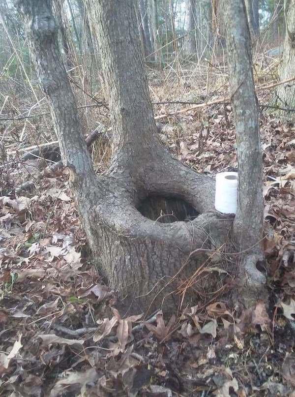 toilet in the woods