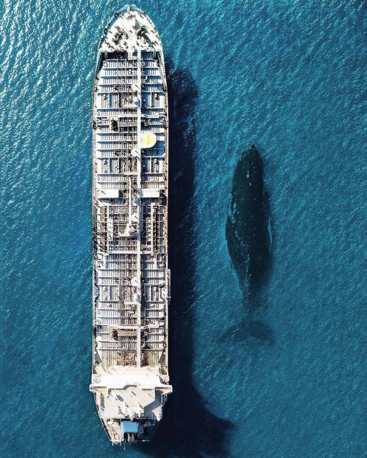 blue whale next to ship