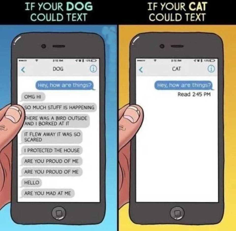 if your dog could text vs cat - If Your Dog Could Text If Your Cat Could Text Ro Dog Cat Hey, how are things? Hey, how are things? Read Omg Hi So Much Stuff Is Happening Here Was A Bird Outside And I Borked At It It Flew Away It Was So Scared I Protected 