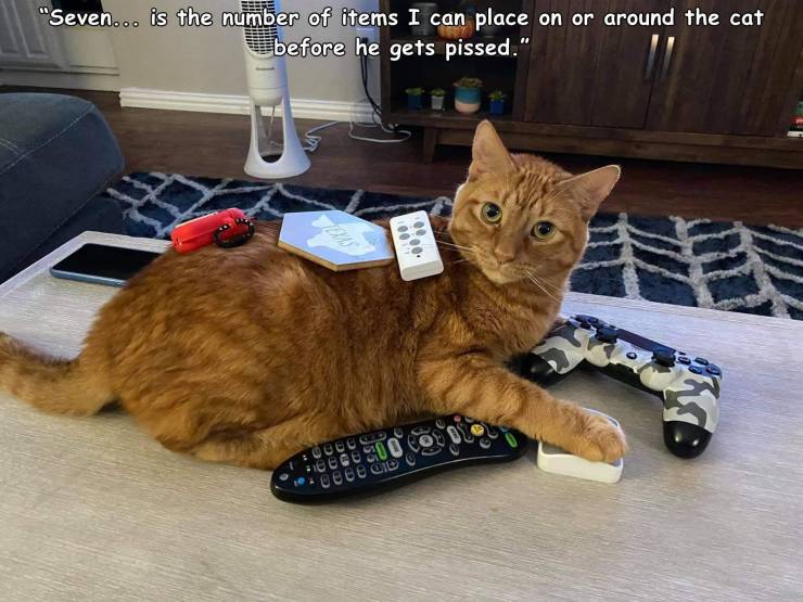 whiskers - "Seven... is the number of items I can place on or around the cat before he gets pissed." 400 Od