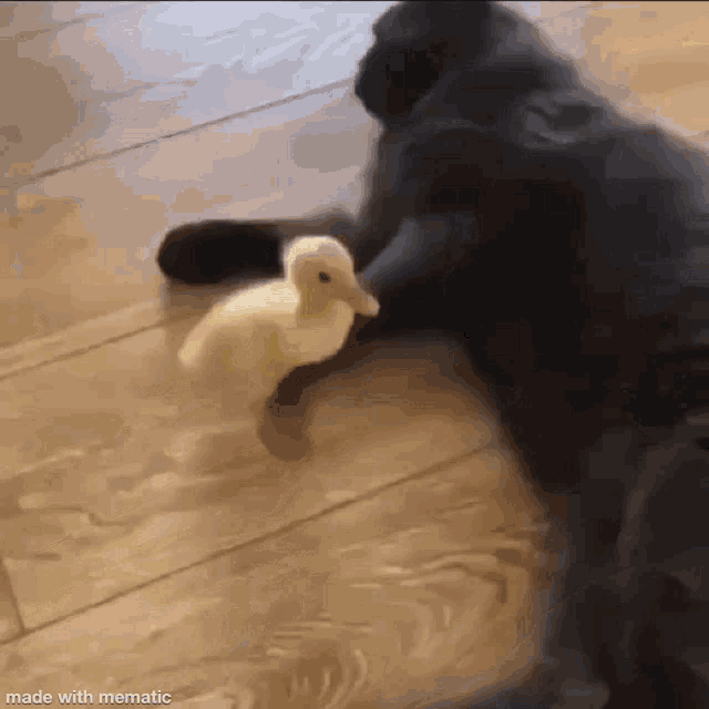 funny duck gif - made with mematic