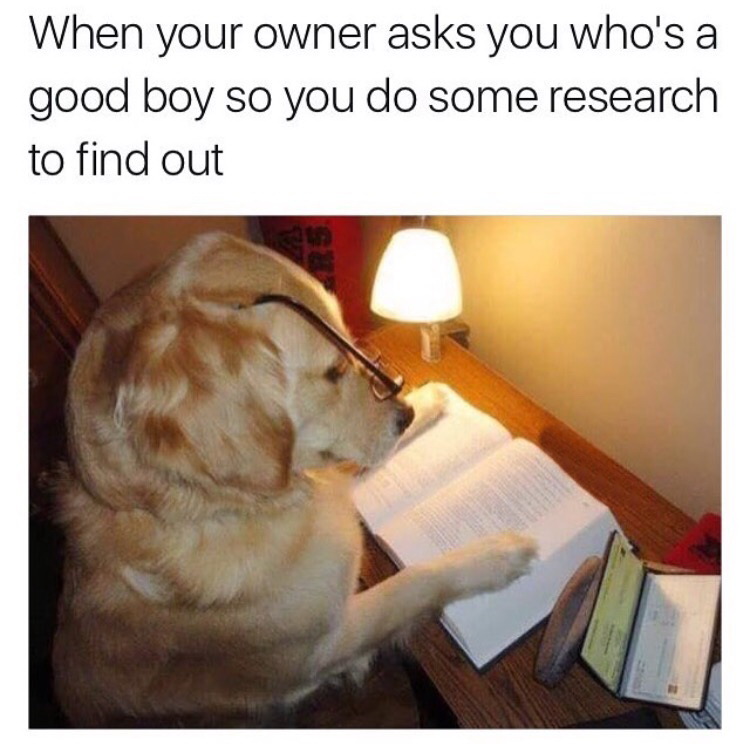 studious meme - When your owner asks you who's a good boy so you do some research to find out