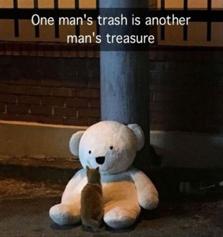 cat and teddy bear - One man's trash is another man's treasure
