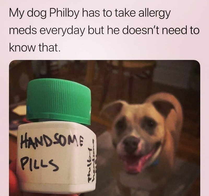 dog - My dog Philby has to take allergy meds everyday but he doesn't need to know that. " Handsome Pills