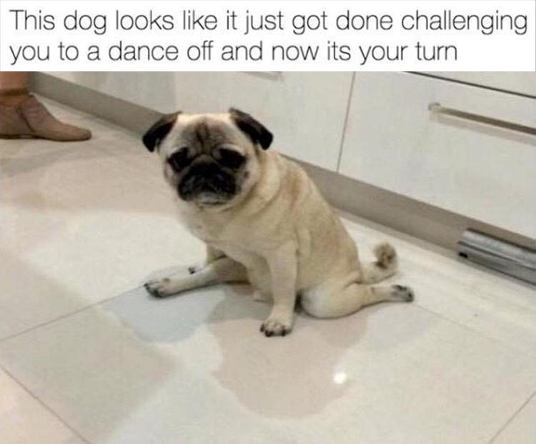 gymnastics pug - This dog looks it just got done challenging you to a dance off and now its your turn