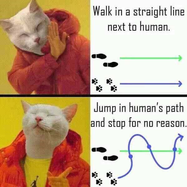 cat logic - Walk in a straight line next to human. Jump in human's path and stop for no reason. f
