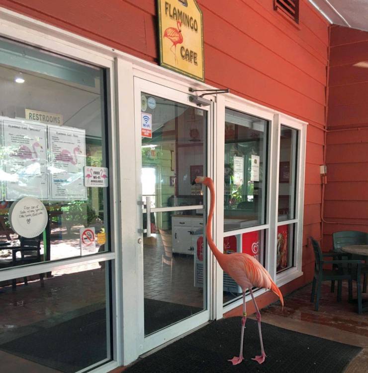 Flamingo - Puma Ce Restrooms Sh