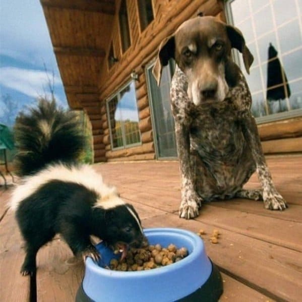funny memes  - skunks dogs cats