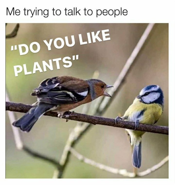 funny memes  - plant memes - Me trying to talk to people