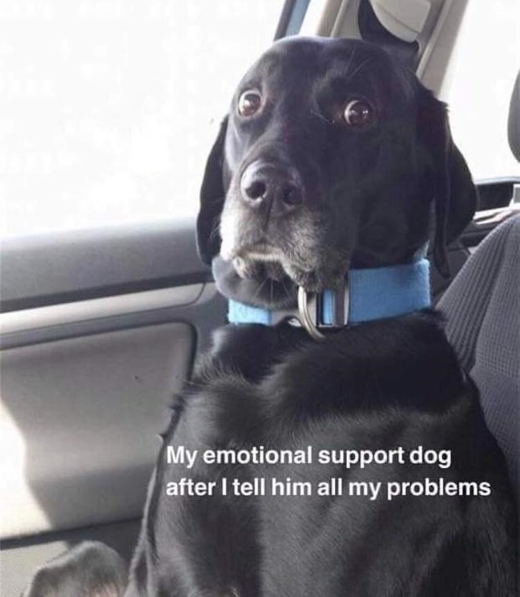 my emotional support dog after i tell him all my problems - My emotional support dog after I tell him all my problems