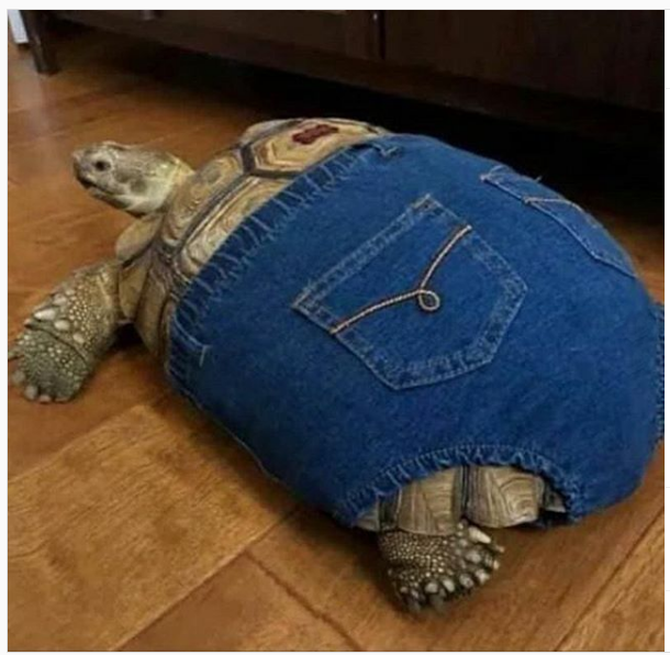 turtle with pants