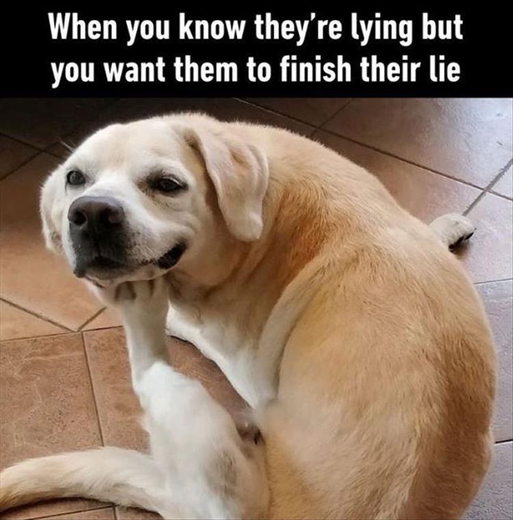 dog thinking meme - When you know they're lying but you want them to finish their lie