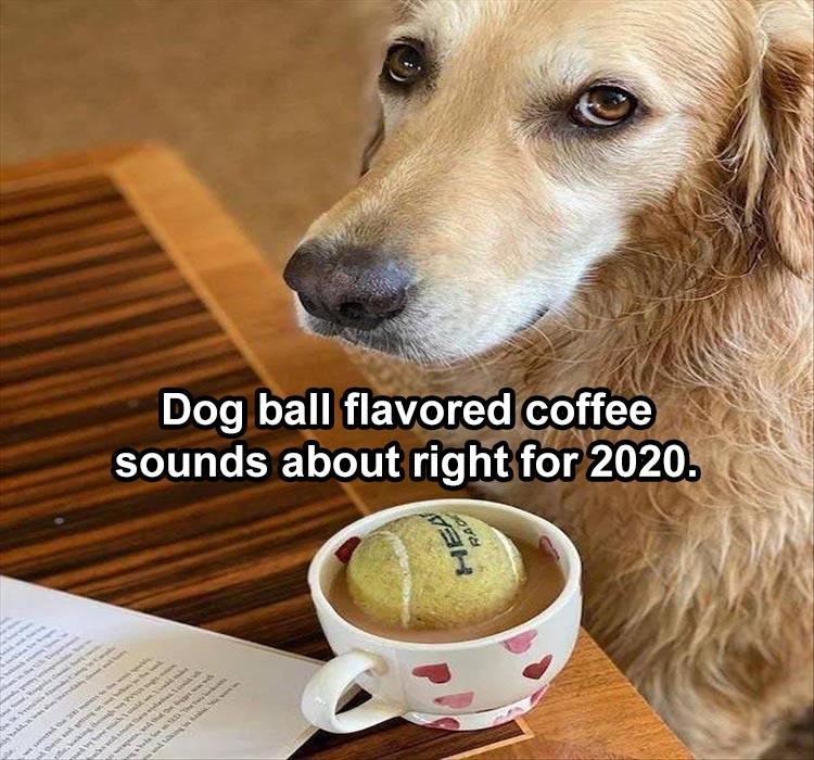 cute animal memes - Dog ball flavored coffee sounds about right for 2020. . wala