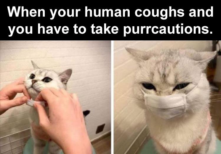 funny animal memes - When your human coughs and you have to take purrcautions.