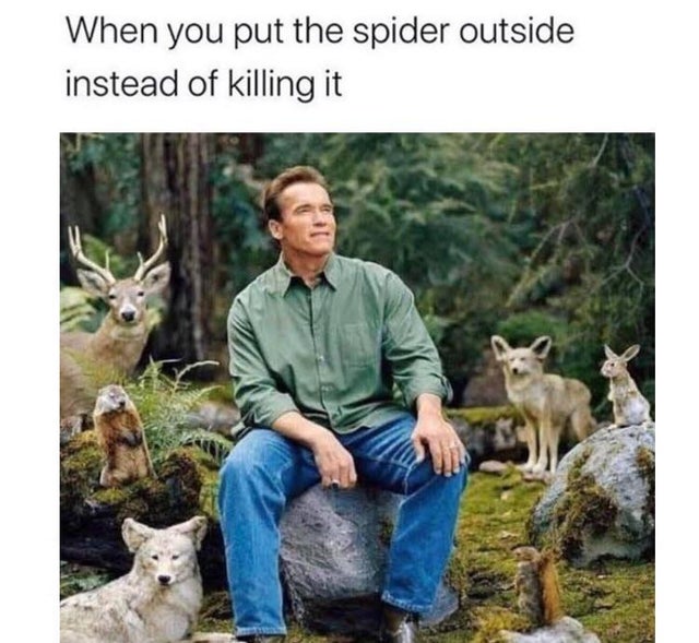 austria forest city meme - When you put the spider outside instead of killing it