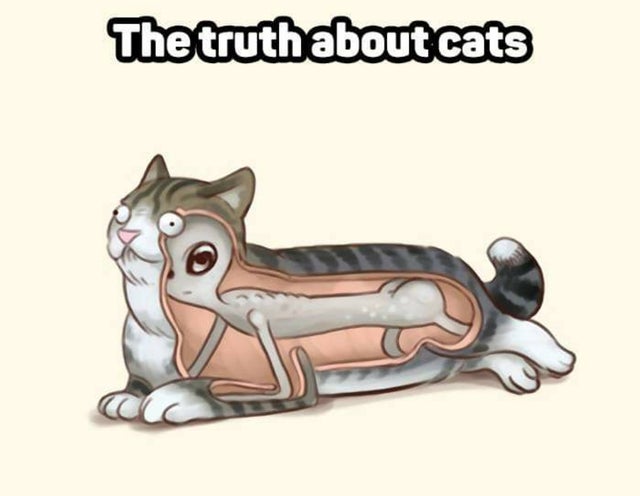 random pics - alien inside cat - The truth about cats