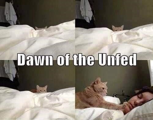 funny animal memes - Dawn of the Unfed
