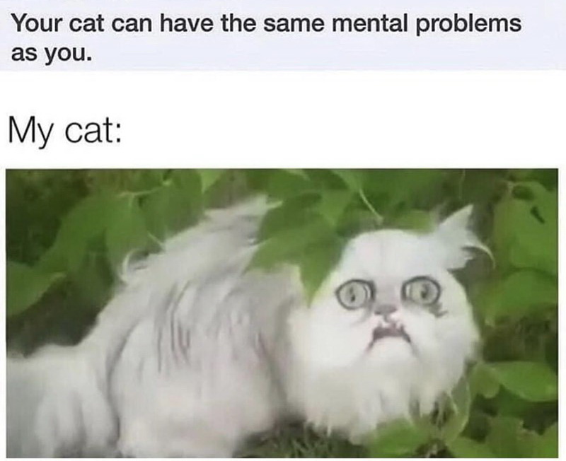 mensa norway iq test meme - Your cat can have the same mental problems as you. My cat
