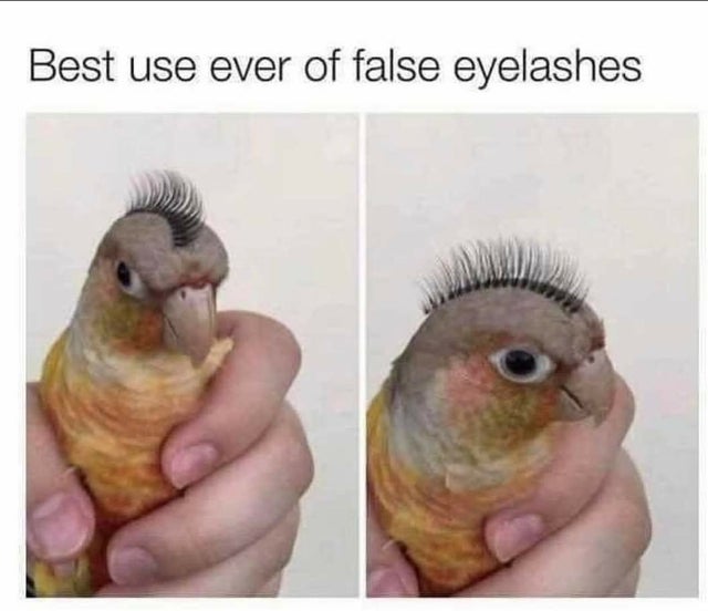 fake eyelashes meme - Best use ever of false eyelashes