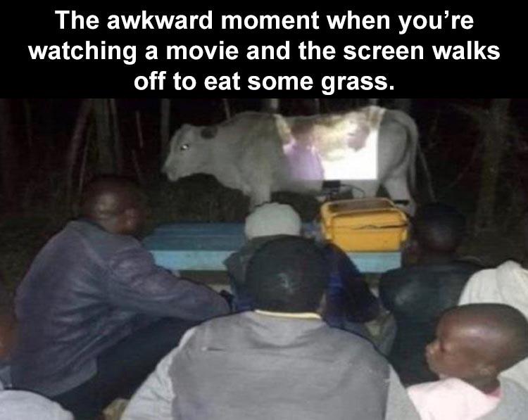movie night with gang - The awkward moment when you're watching a movie and the screen walks off to eat some grass.