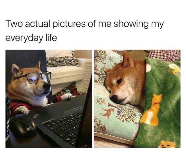 relatable dog memes - Two actual pictures of me showing my everyday life