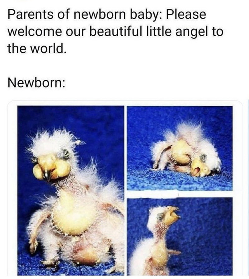newborn meme alien - Parents of newborn baby Please welcome our beautiful little angel to the world. Newborn