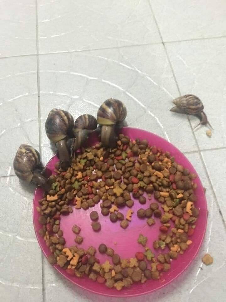 funny pics - snails eating dog food
