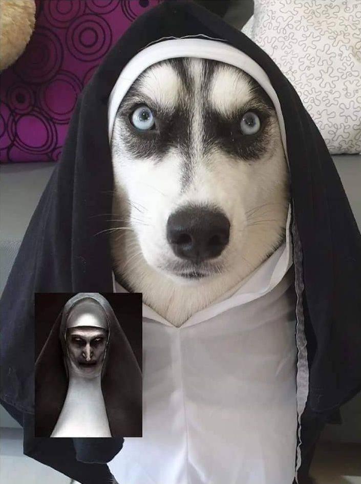 funny pics -- dog dressed up as a nun
