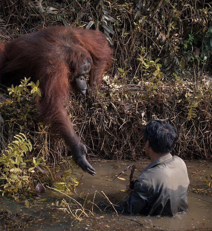 funny pics - ape reaching out hand to person stuck in water