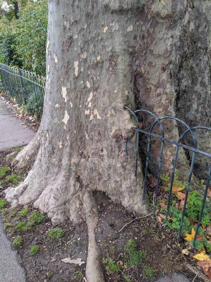 funny pics - tree with a metal fence inside it