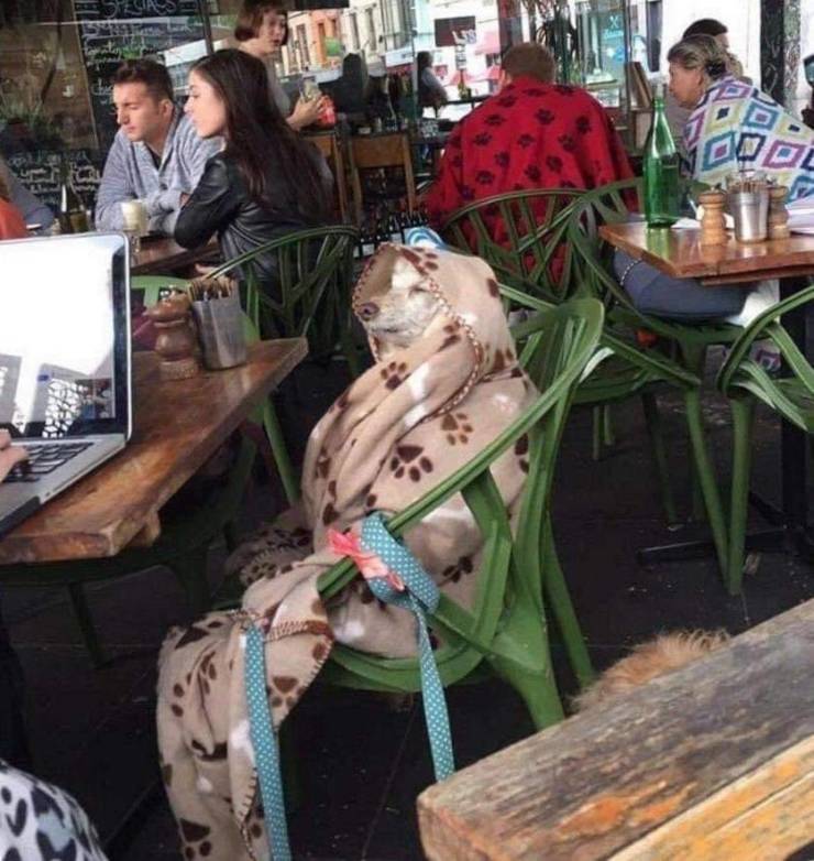 funny pics - dog wrapped in a blanket sitting at a cafe table