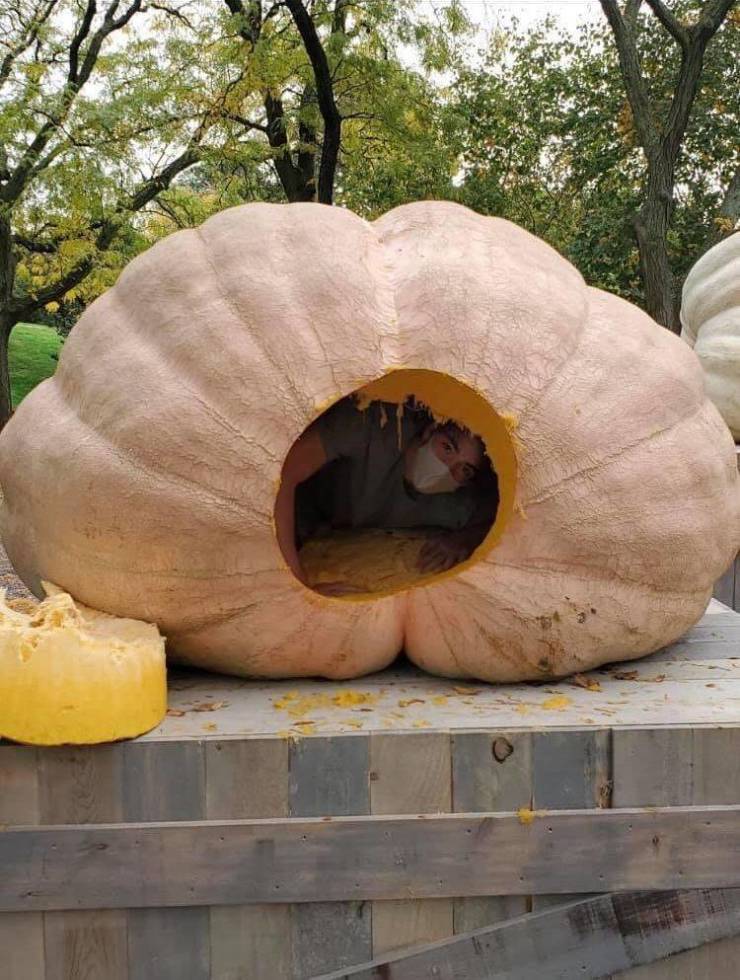funny pics - winter squash with hole in it and photo of person trapped inside